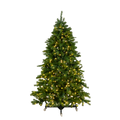 A lit Mountain Pine tree that has soft, green, bristly needles and long branches that extend outward, giving it a natural, full appearance. The tips of some branches are slightly bent upwards. The tree is decorated with several strings of small, warm white lights.