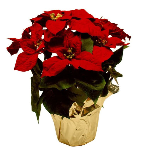 Silk Poinsettia Plant