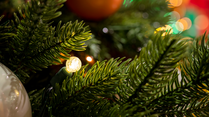G12 Frosted Globe Mini Lights focused in a Christmas tree.