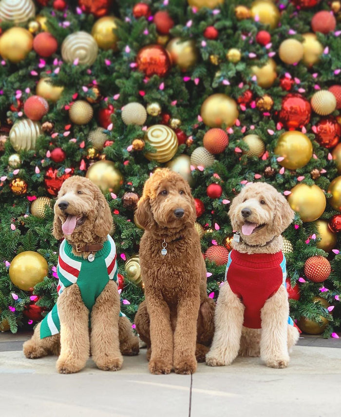Three adorable pups posing in front of a Christmas tree!