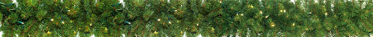 Mountain Pine Foliage
