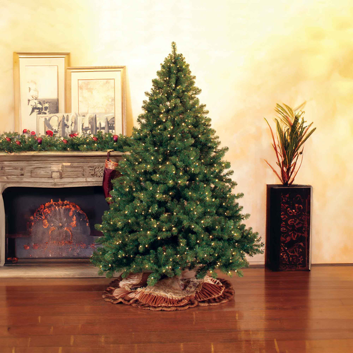 Olympia Pine Tree Collection