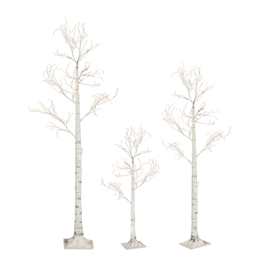 Birch Tree Collection