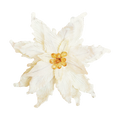 White dried flower with a yellow center on a transparent background