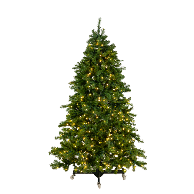 A lit Mountain Pine tree that has soft, green, bristly needles and long branches that extend outward, giving it a natural, full appearance. The tips of some branches are slightly bent upwards. The tree is decorated with several strings of small, warm white lights. 