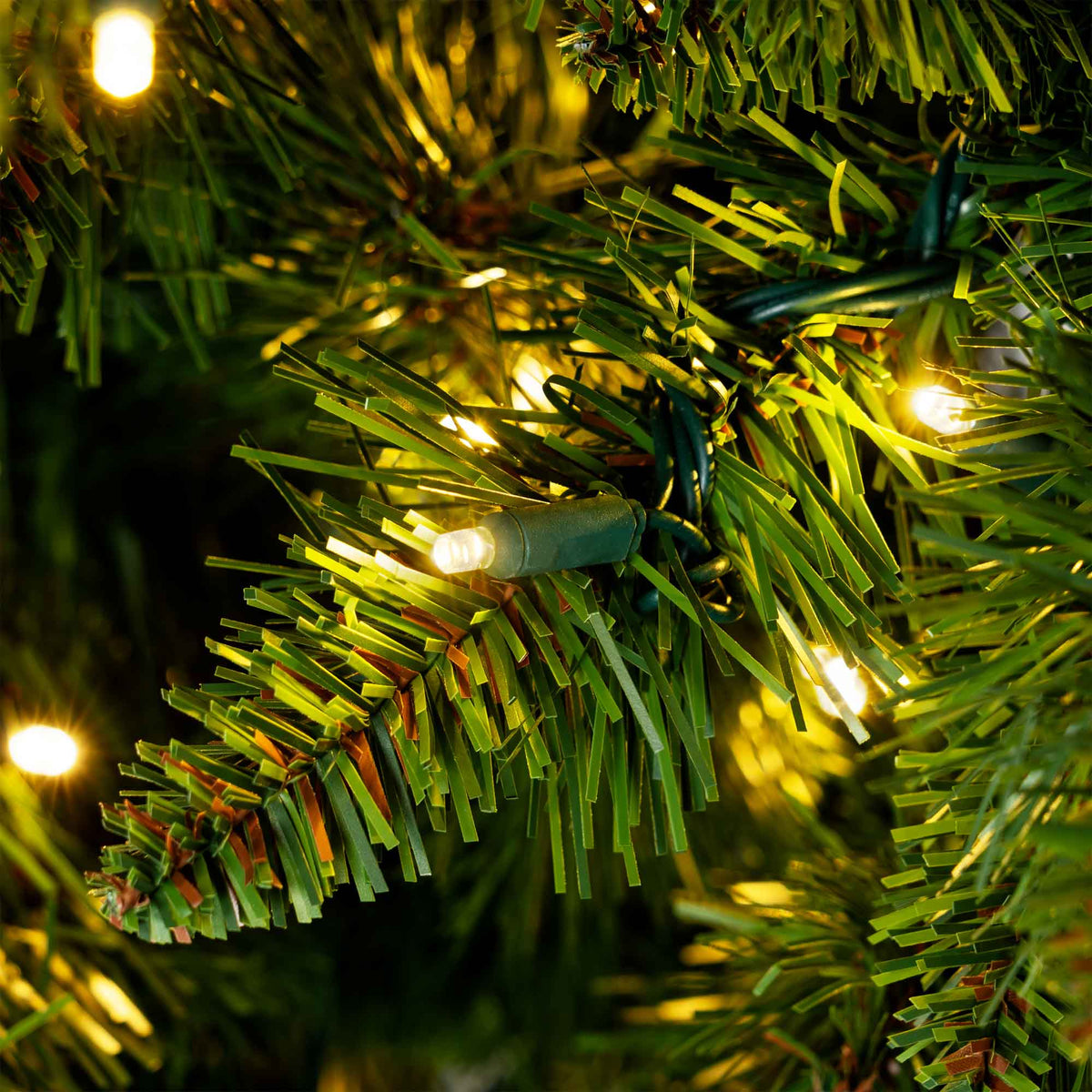 Sequoia Tree Collection