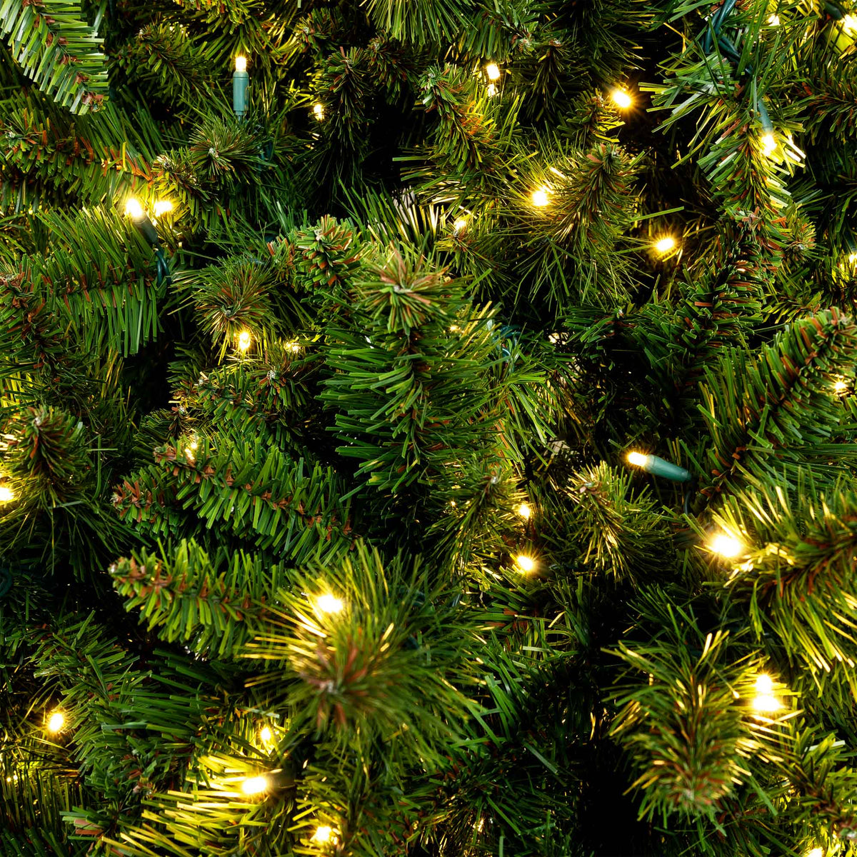 Sequoia Tree Collection