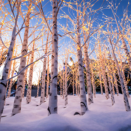 Dekra-Lite Birch Trees Forest