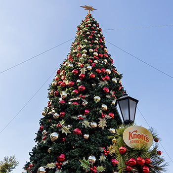 Commercial Christmas Trees