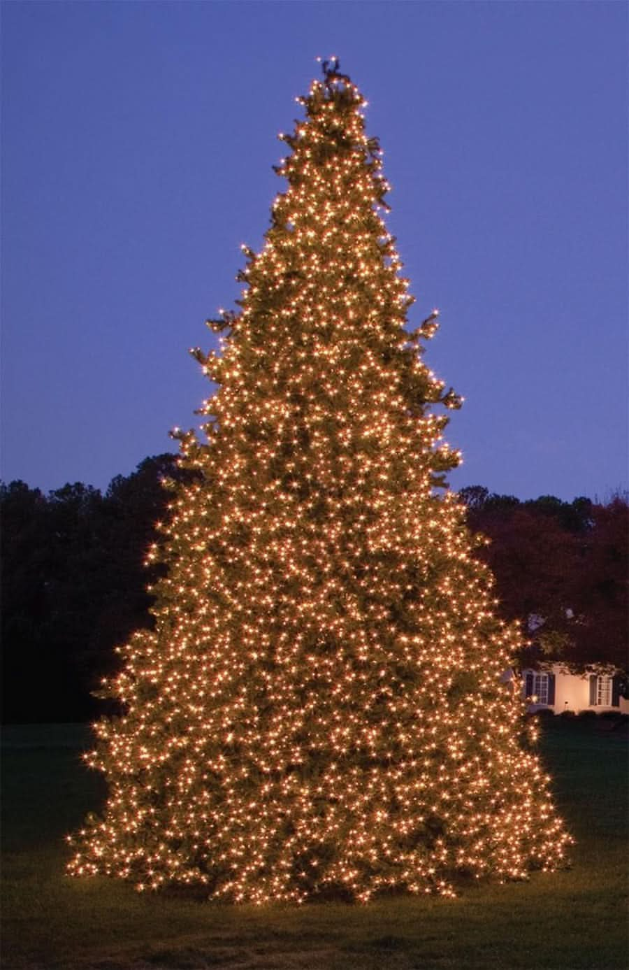 Dekra-Lite Olympia Pine Tower Tree Lit at Night